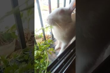 cute rabbit