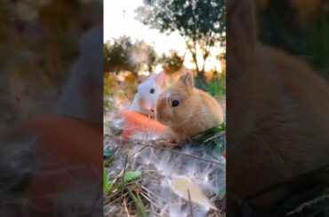 cute rabbit #shorts #cute