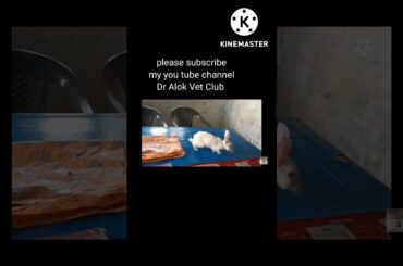 cute rabbit#animals #shorts #viral #trending #virul #rabbit #veterinarian  @Dr. Alok Vet Club