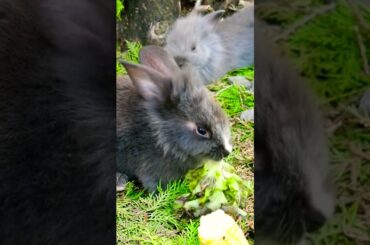 yummyfood #cute #rabbit #shortvideos