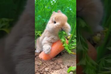 cute bunny #bugbunny #bunny #cute