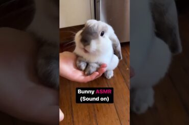 Rabbit ASMR #short #shorts #viral #viralshorts #ytshorts #ytshort #youtube #animal #animals #cute
