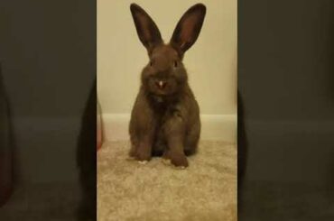 Cute Baby Bunny Grooming #Shorts