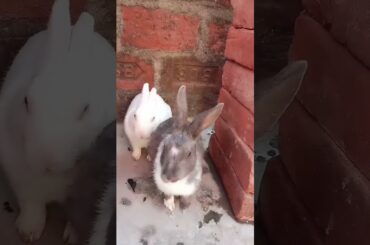 Cute bunny playing#shorts