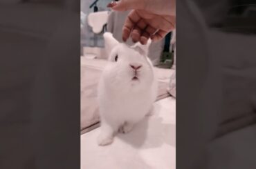 New Zealand White Rabbit #short #shorts #ytshorts #ytshort #viral #viralshorts #shortsvideo #youtube