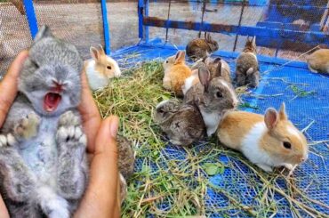 Cute baby Bunnies | rabbit scream | baby rabbit playing | rabbit sounds | cute rabbit video