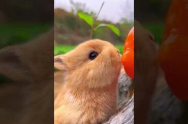 cute rabbit #short