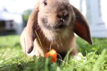 Cute rabbit eating carrots | Rabbit farming | rabbit teddy lop rabbit | Baby rabbit