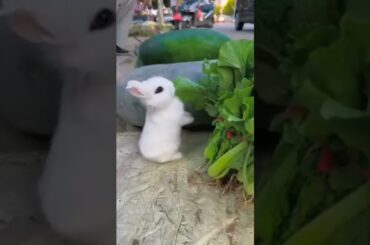 cute rabbit eating veg #shorts #status #viralshorts #trending #viral #youtubeshorts #love #video