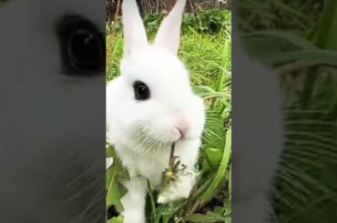 ||cute rabbit||#shorts #shortsfeed #trending #viral #rabbit #cuterabbit