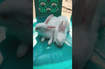 My cute rabbit on a chair #shorts #rabbit