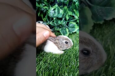 bunny cute #bunny  #anakkelinci #bayikelinci @rumahkelincichannel