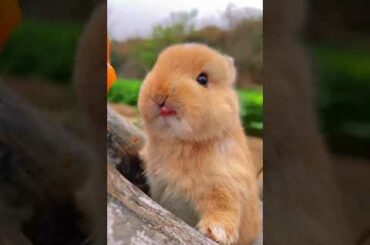 Cute Bunny #shorts #animals #cute