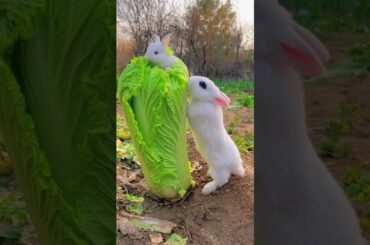 So Cute Rabbit #animalfacts #animals #shorts #shortsvideo #trending #animallover #viral