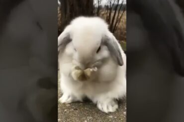 Cute Rabbit #short #shorts #youtubeshort #viral #ytshorts #pets #pet #youtube #viralshorts #animal
