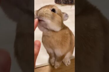 Cute Rabbit #shorts #short #viral #viralshorts #shortsvideo #ytshorts #youtube #pets #pet #cute#baby