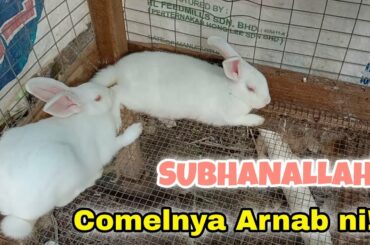 Arnab Comel | Cute bunny Rabbit Farming | Kelinci putih