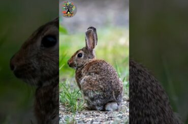 Cute baby bunny rabbit videos on #youtubeshorts  #viralashorts  #rabbit #shorts  #trendingshorts