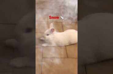 Cute rabbit #shorts #short