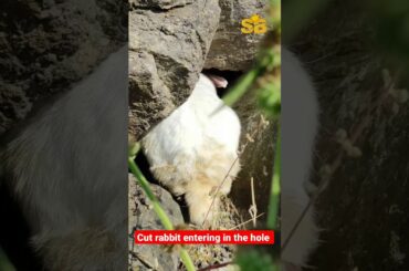 cute rabbit entering in the hole | animal video #shorts