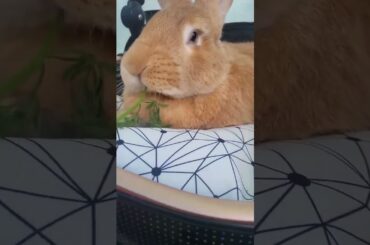 Cute Rabbit Dad devouring grasses