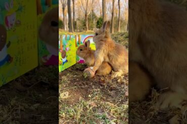 cute rabbit #pets #rabbit
