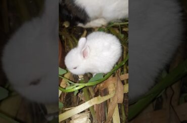 Cute Rabbit Baby #shortsvideo #animals #youtube #viralvideo #pets #youtubeshorts #ytshorts #vtuber