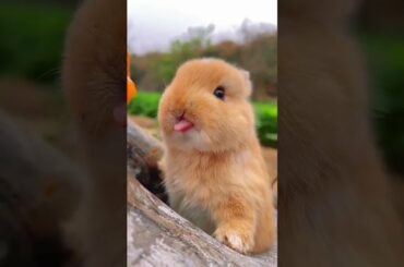 CUTE ANIMAL #shorts #cute #rabbit #cuteanimals #youtubeshorts