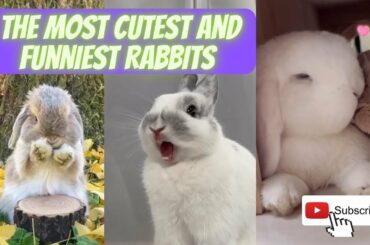 Cute Rabbit Videos Compilation 2 | Baby Bunnies | Funny Animals #bunnies