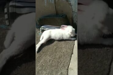 Cute bunny #putuandtitli #shortvideo #viral #short #cute #bunny #rabbit