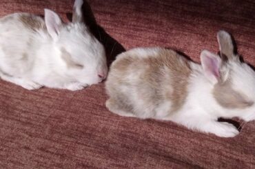 Cute little baby rabbit