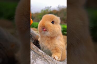 #cute #rabbit #viral