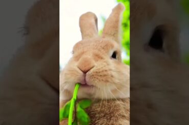 yummyfood #cute #rabbit #short #farm