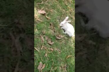 cute rabbit playing in grass #rabbitlifestyle #youtubeshorts