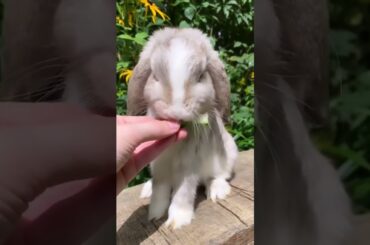 Cute Rabbit #rabbit #cuterabbit #beautifulrabbit #shorts #fyp