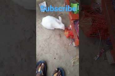 Rabbit's Cute baby bunny eating #shorts #viral #cute #funny #rabbit #youtubeshorts #subscribe #bunny