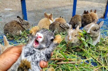 Rabbit Scream | Baby Rabbits Playing | Rabbit Sound | Cute rabbit relaxing video #cute