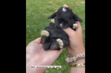 Black Baby Rabbit #animal #pet #pets #short #shorts #youtubeshort #shortsvideo #viral #ytshorts#cute