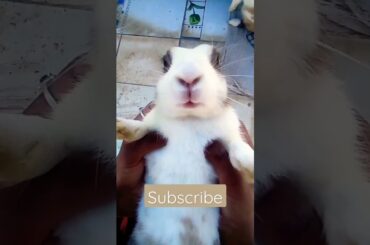 Hello mera Naam hai Bunny bunny|Tmposter - cute rabbit#short #subscribe