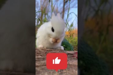 Cute Rabbit#Shorts#Yt Shorts