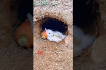 Cute Rabbit #shorts #ytshorts #rabbit