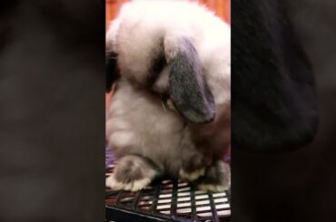 fat, fat, cute rabbit