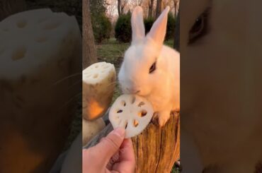 Cute Rabbit #shorts #ytshorts #cute