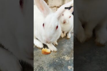 Cute Rabbit eating... #shorts