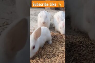Rabbit's Cute baby bunny eating #baby #shorts #rabbit #video #bunny#animals #youtubeshorts#subscribe
