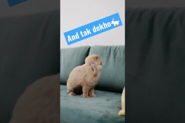 cute rabbit #shorts #animallover