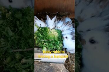 so cute baby rabbits #shorts #rabbit #bunny #rabbitsofinstagram #rabbitbaby #pet #cute