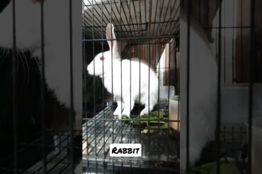 cute rabbit #shorts #shorts #rabbit #rabbitsound