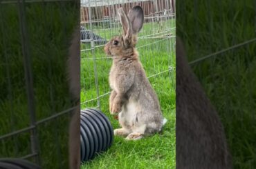 Cute rabbit#shorts #viral #rabbit