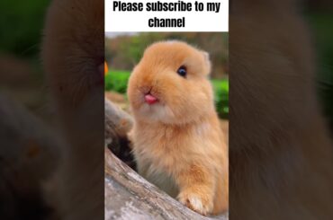 Funny cute Bunny Rabbit  #shorts  #bunny  #funny